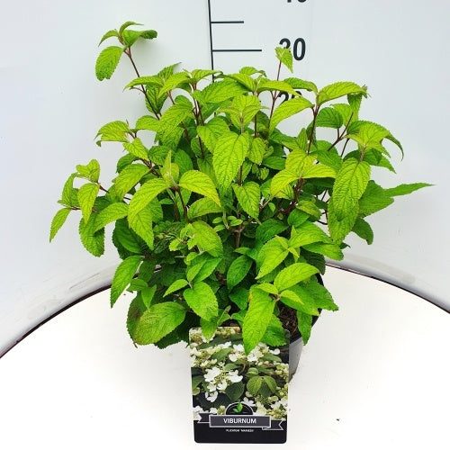 Viburnum plic. Mariesii 65cm 28cm Pot