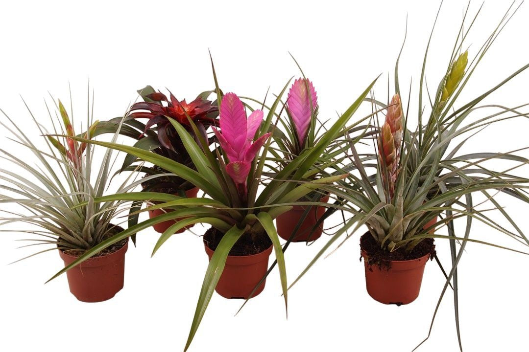 Bromelia mix 30cm 9cm Pot