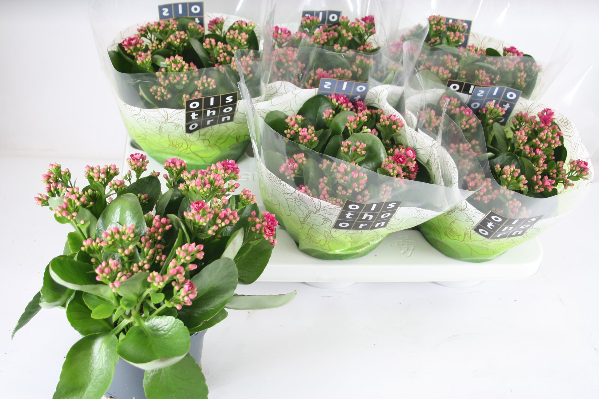 Olsthoorn & Zn BV, Tinus Kal. gevuld paars Pack of 6