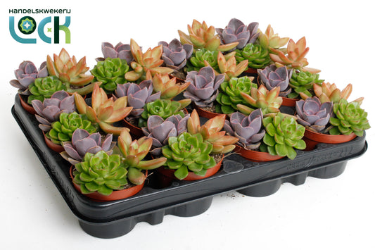 Succulenten Trio 10cm Special Pot (508)