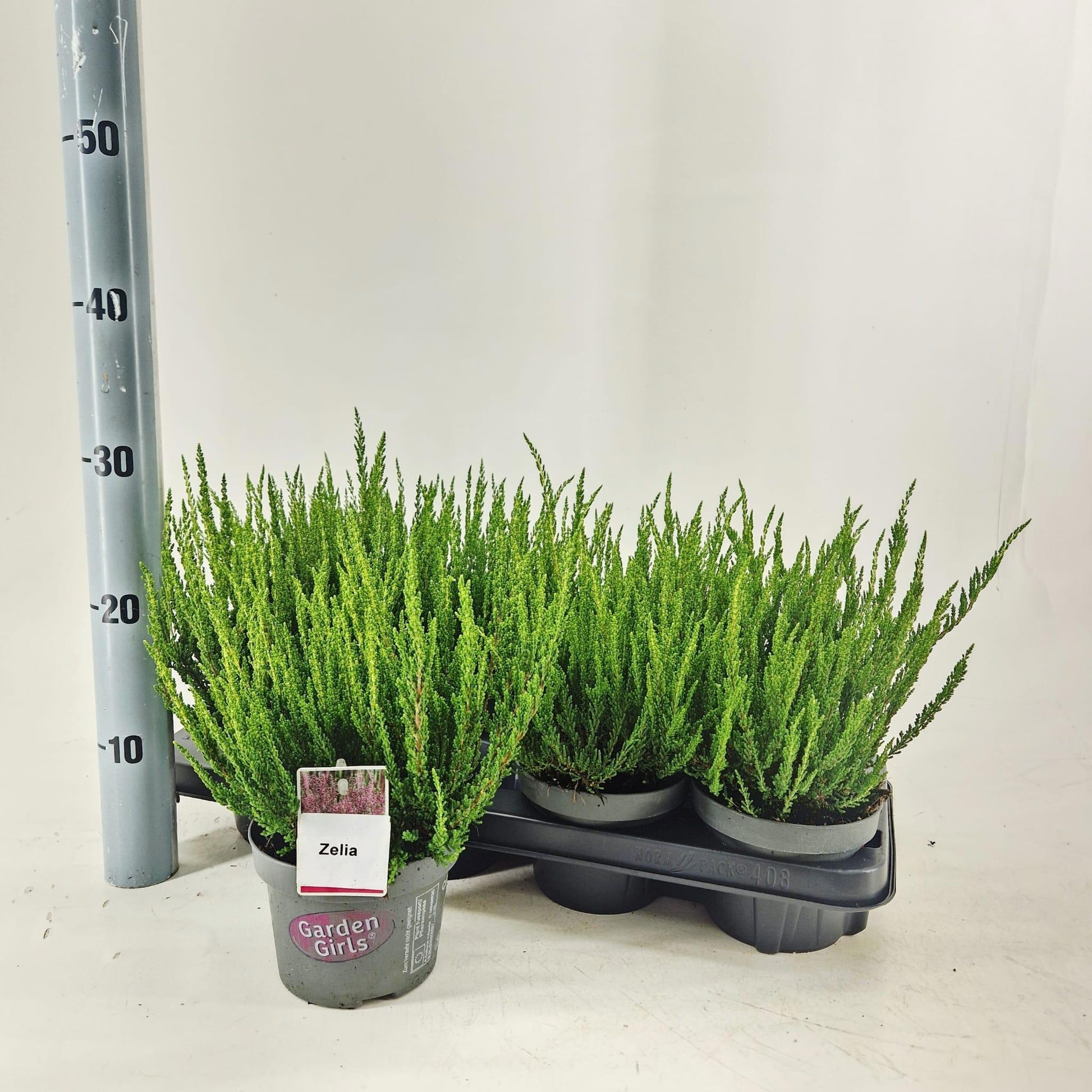 Calluna Garden Girls mix 30cm 13cm Pot