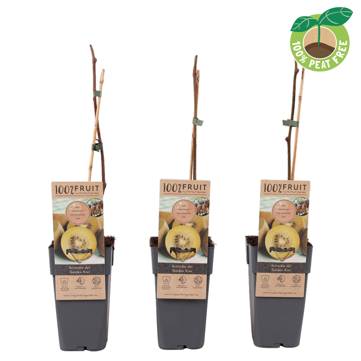 Actinidia Golden Kiwi 50cm 15cm Pot