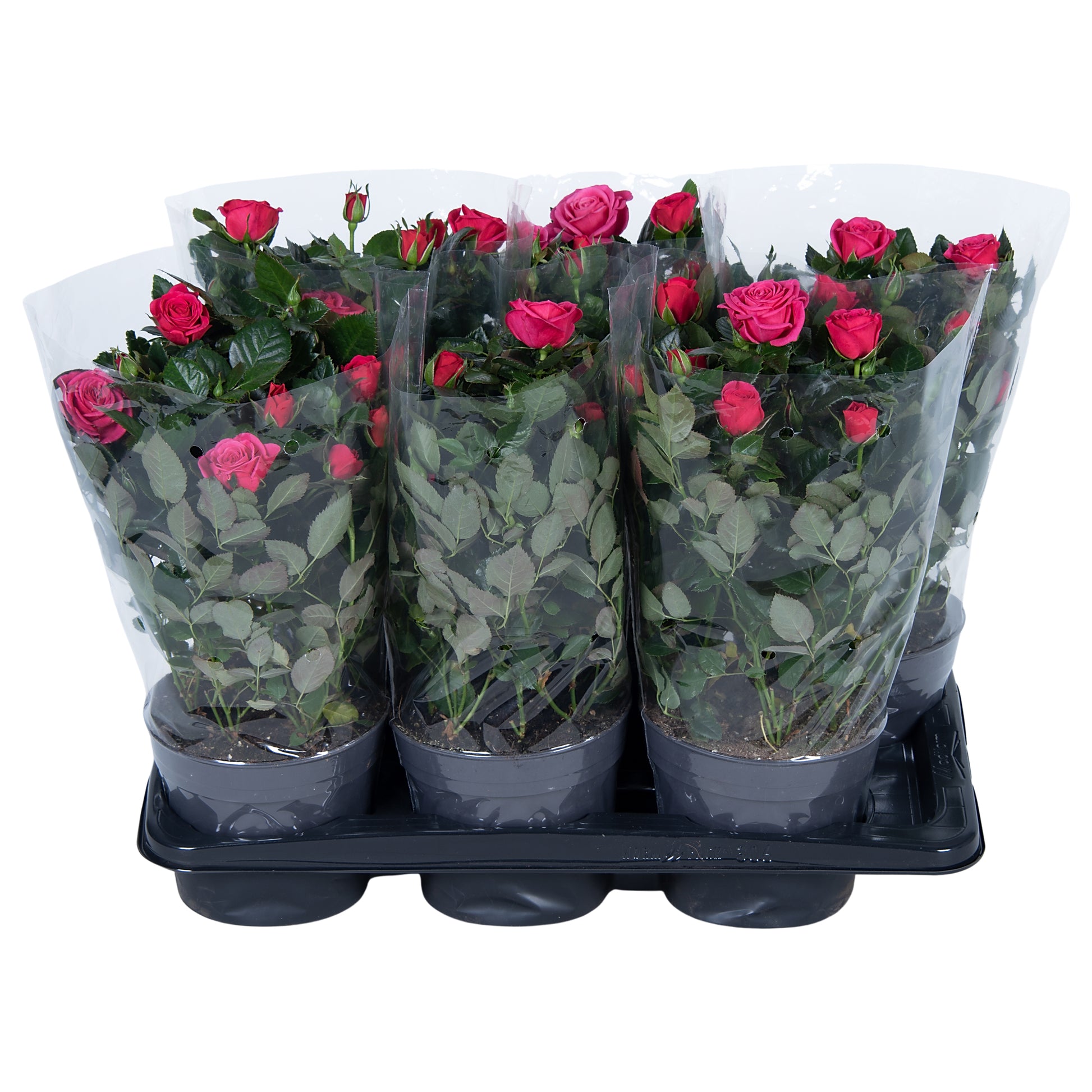 Rosa pink 45cm 17cm Pot