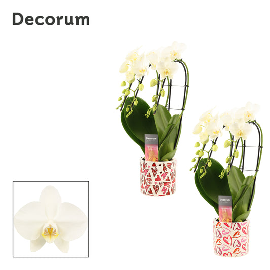 Phalaenopsis white 50cm 12cm Pot
