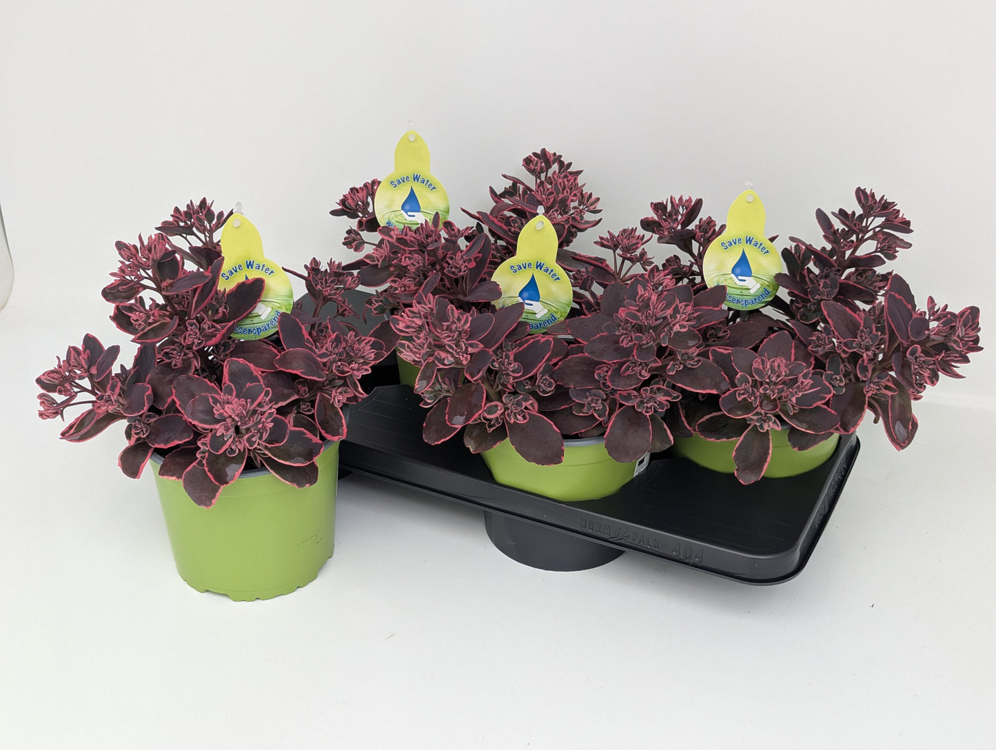 Sedum hybridum 32cm 17cm Pot