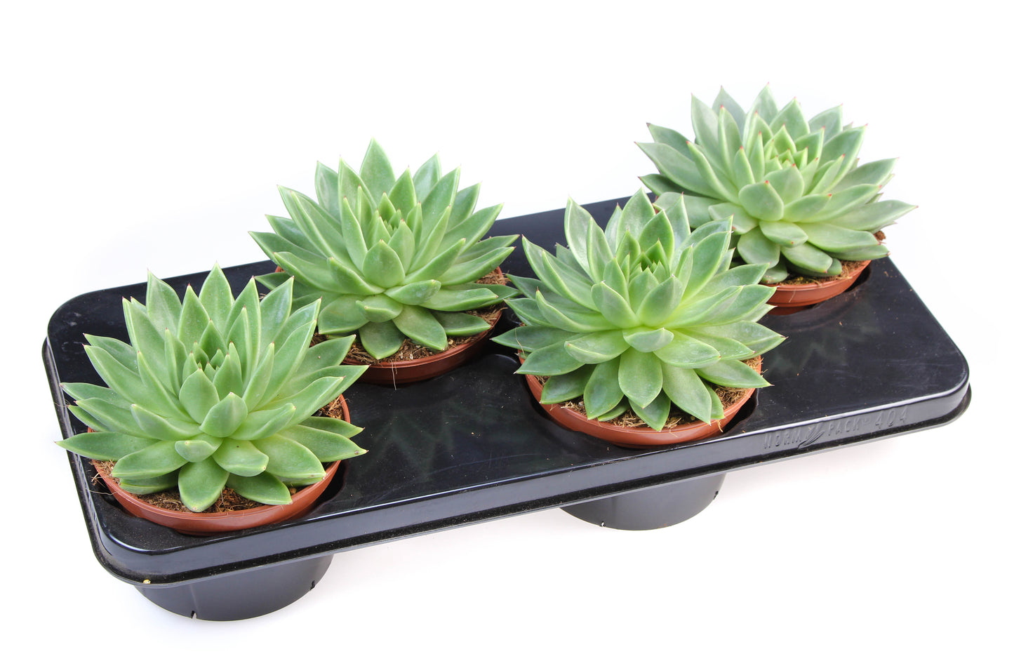 Echeveria Miranda 20cm 15cm Pot
