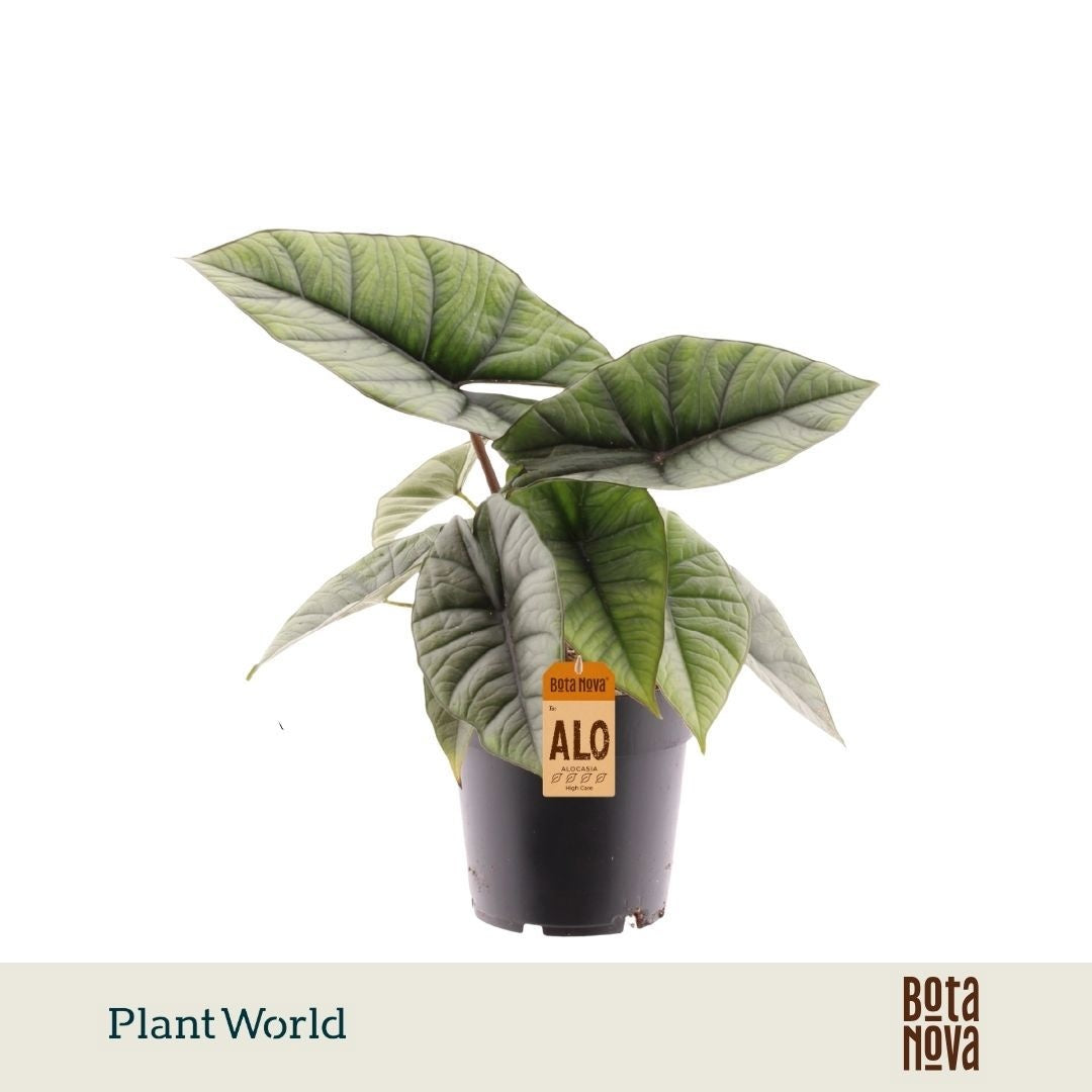 Plantworld Jogrow Alocasia Platinum Pack of 6