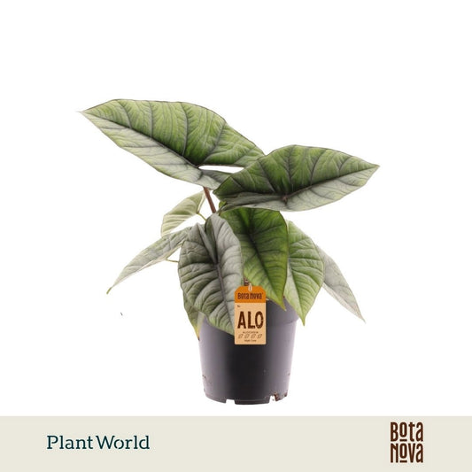 Alocasia Platinum 30cm 14cm Pot