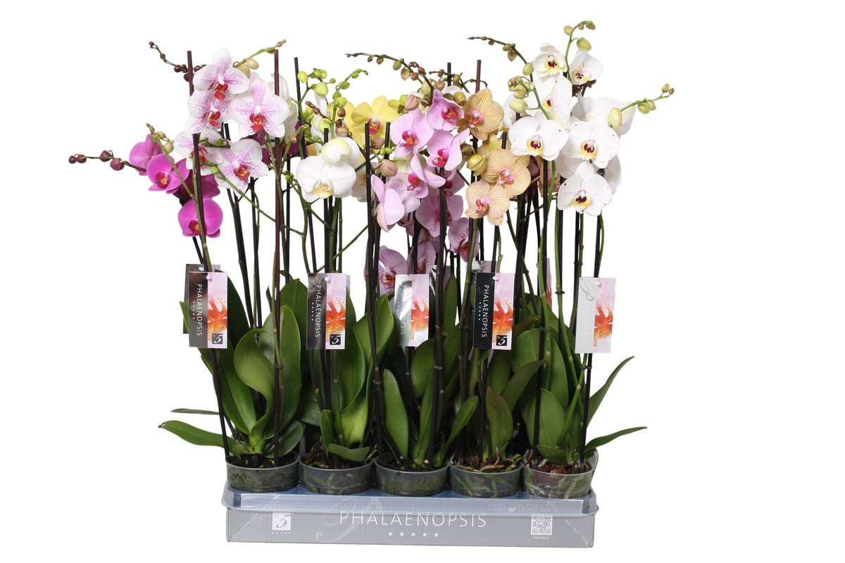 Phalaenopsis mix 60cm 12cm Pot