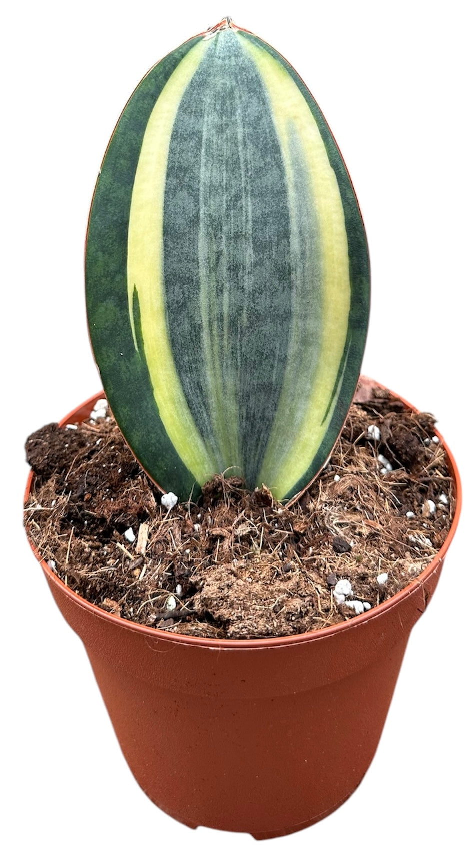 Sansevieria 20cm 14cm Pot
