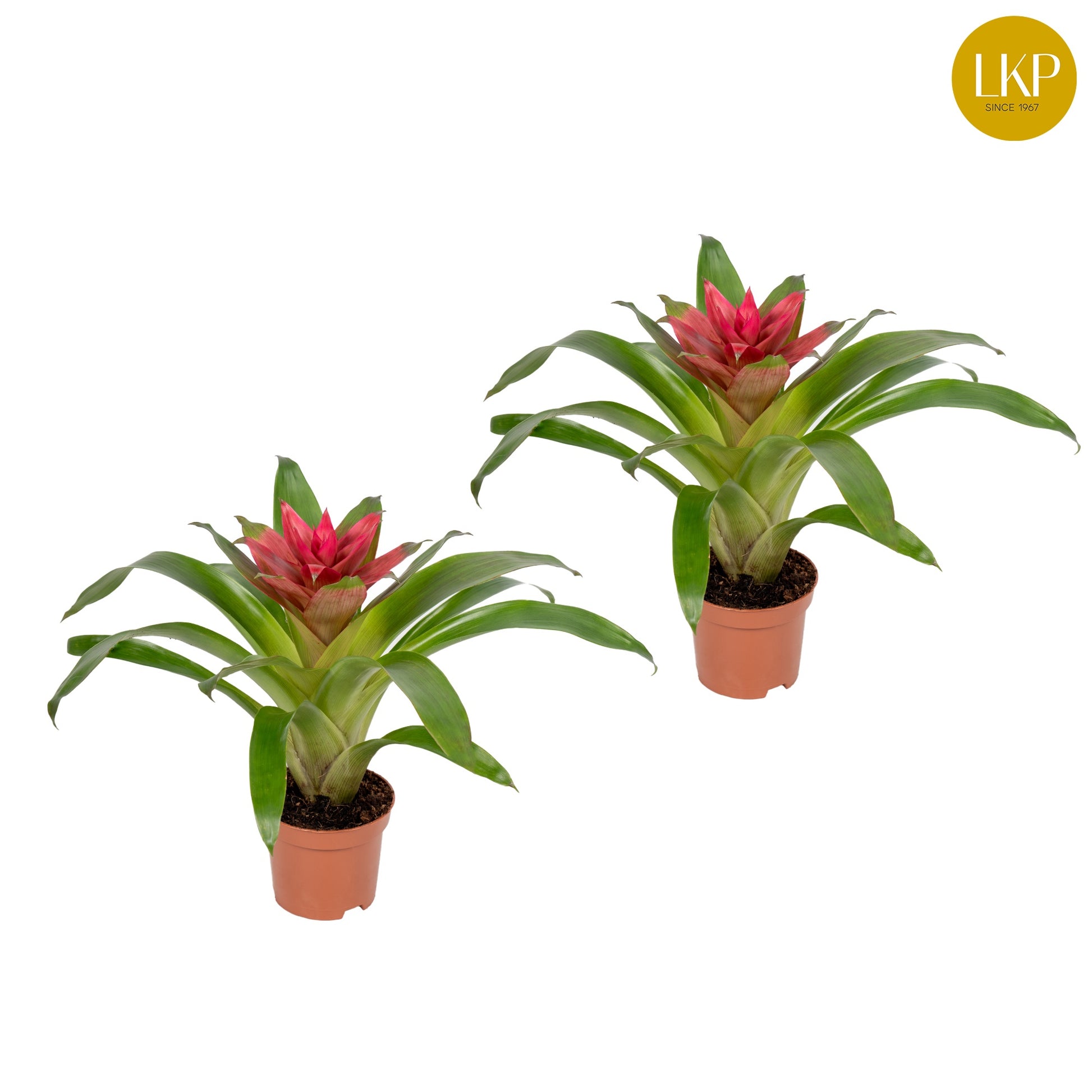Guzmania 30cm 510cm Pot