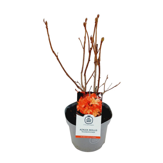 Rhododendron mollis mix 60cm 23cm Pot