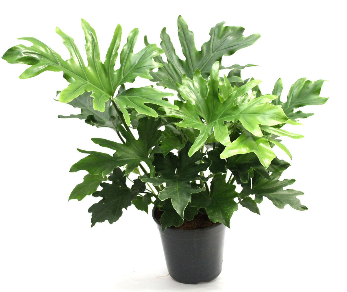 Philodendron Little Hope 75cm 21cm Pot