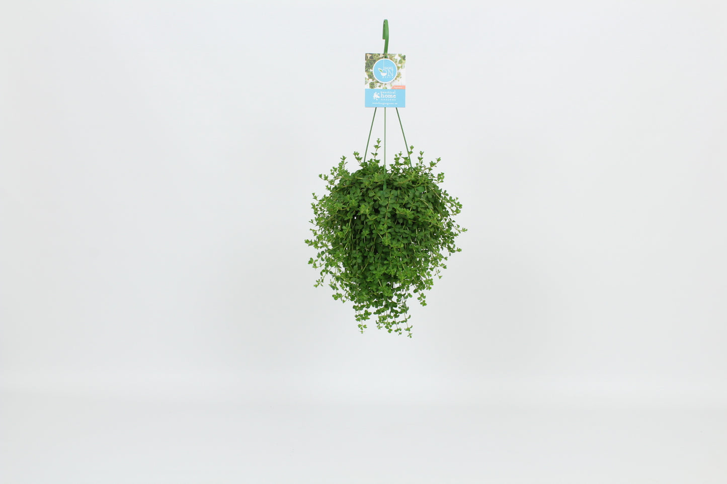 Elstgeest Potplanten Peperomia cap. Isabelle Pack of 8
