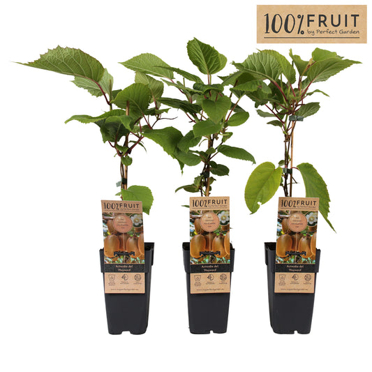 Actinidia del. Hayward 65cm 15cm Pot