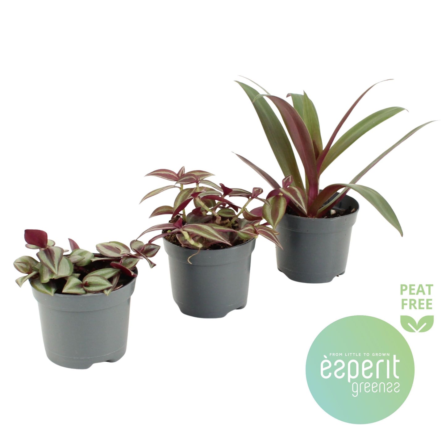 Esperit Plants Tradescantia mix Pack of 21