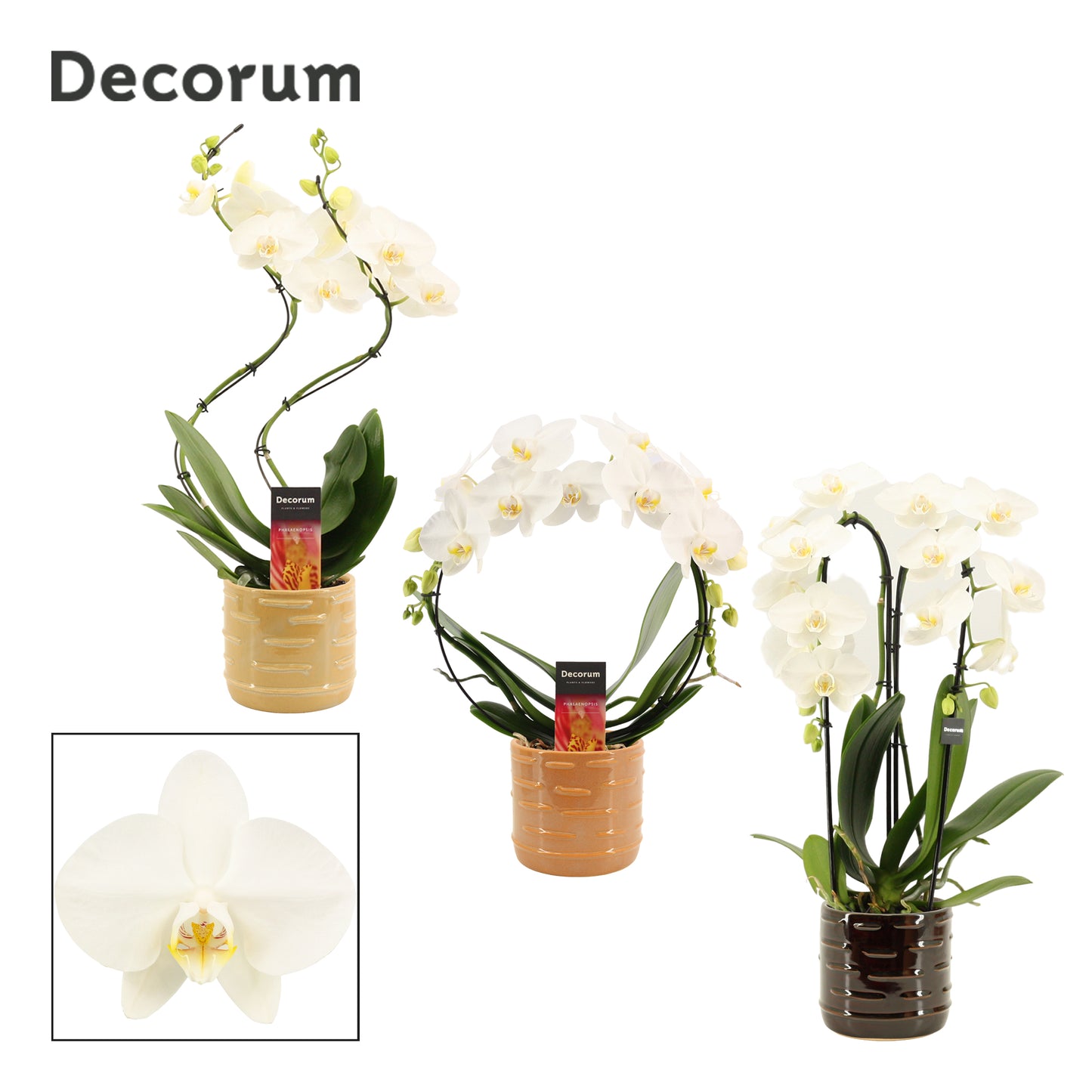 Phalaenopsis white 45cm 12cm Pot