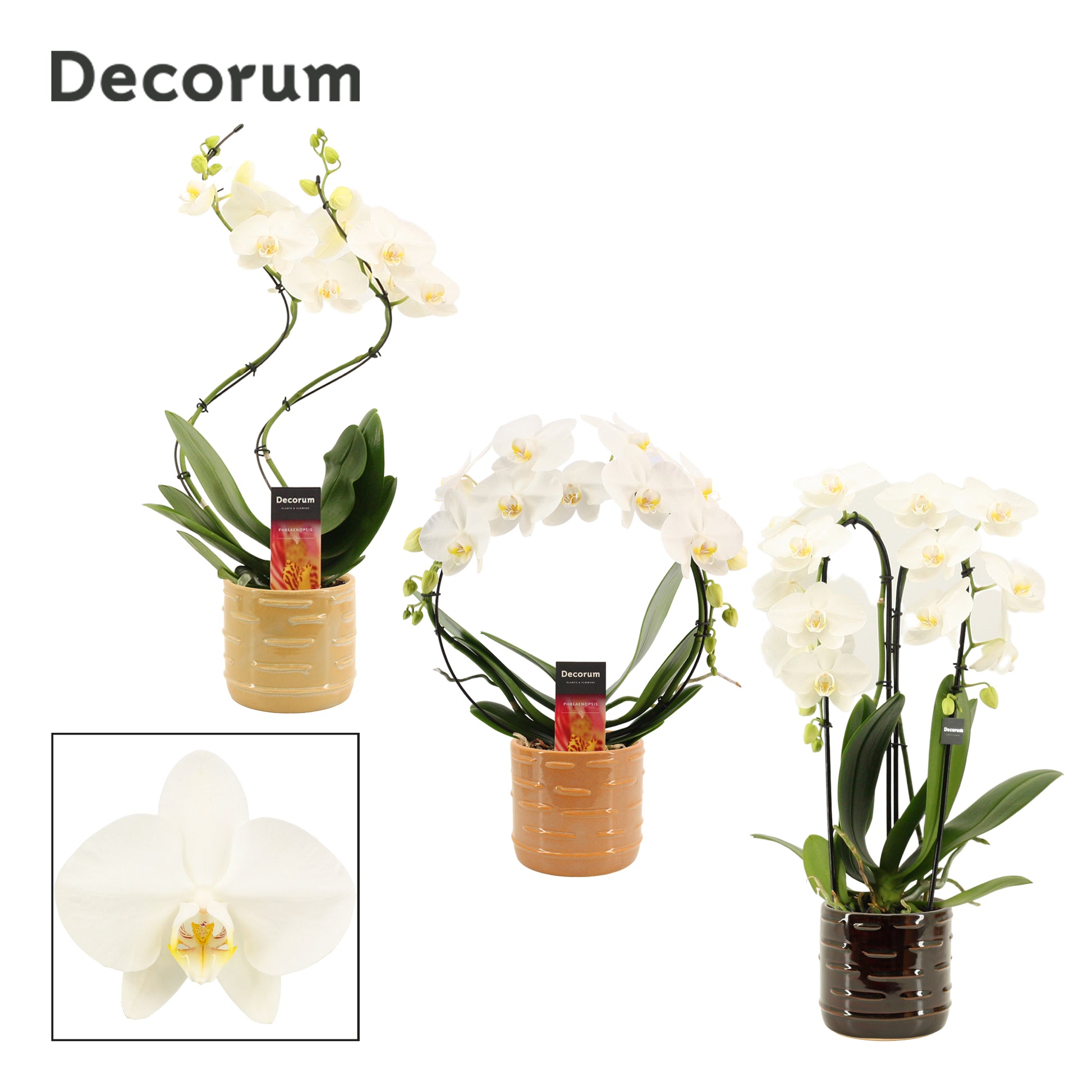 Phalaenopsis white 45cm 12cm Pot