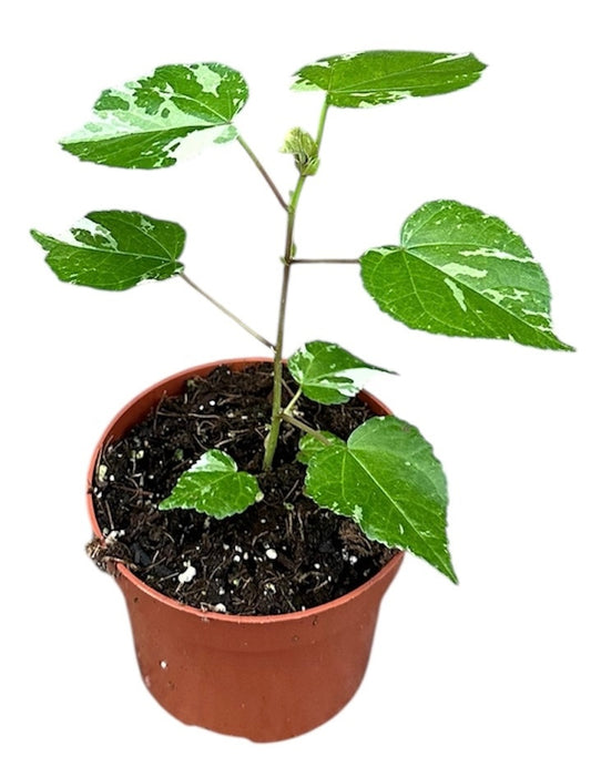 Hibiscus Variegata 15cm 510cm Pot