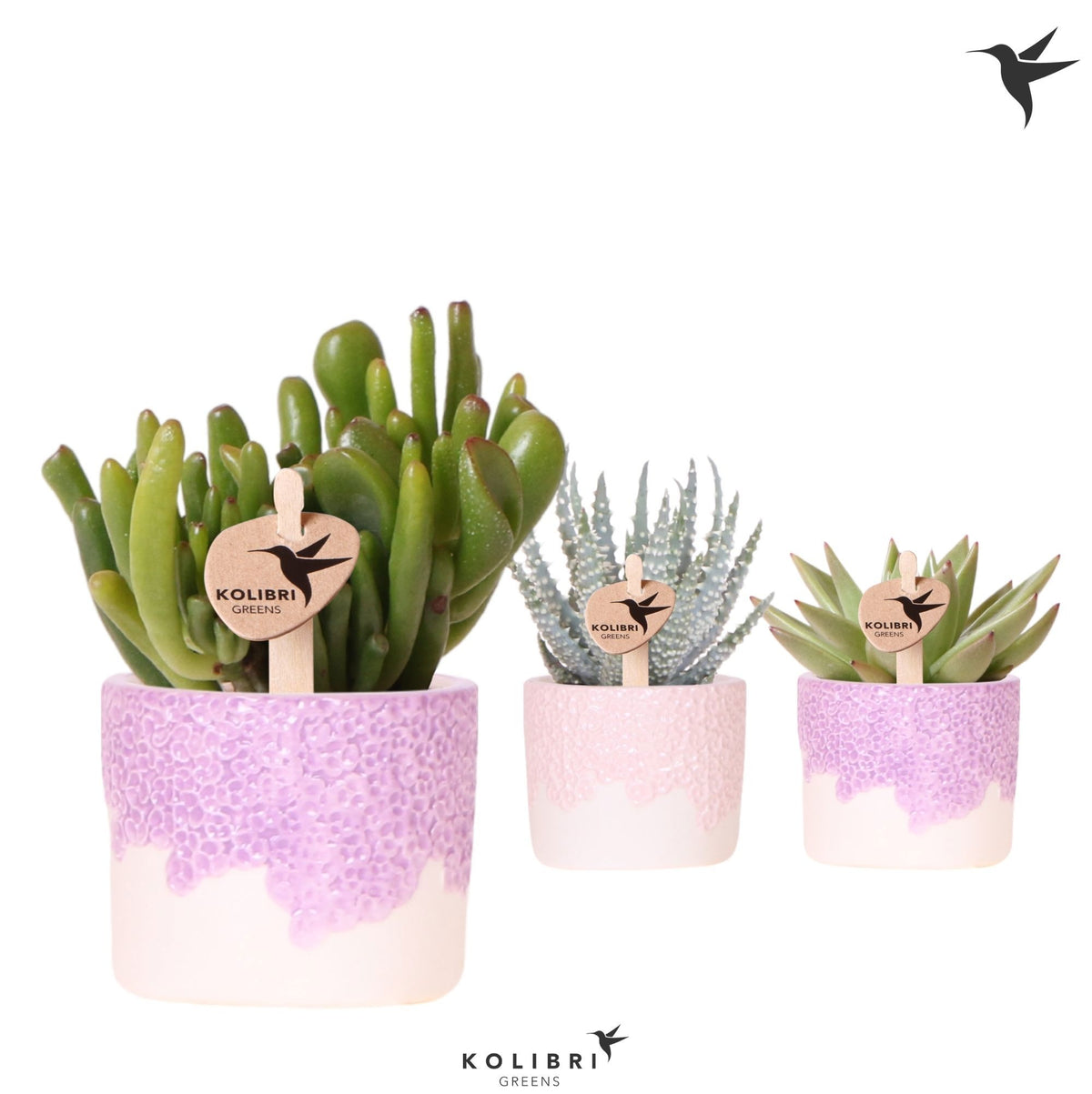 Succulent mix 12cm 6cm Pot