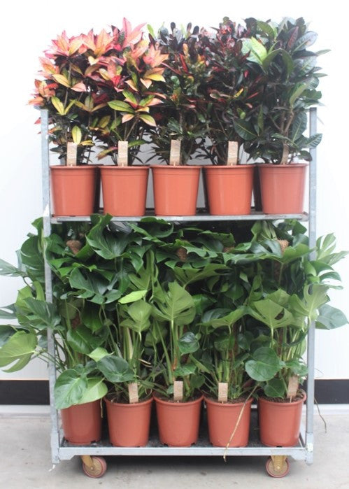 Foliage houseplants mix 120cm 27cm Pot