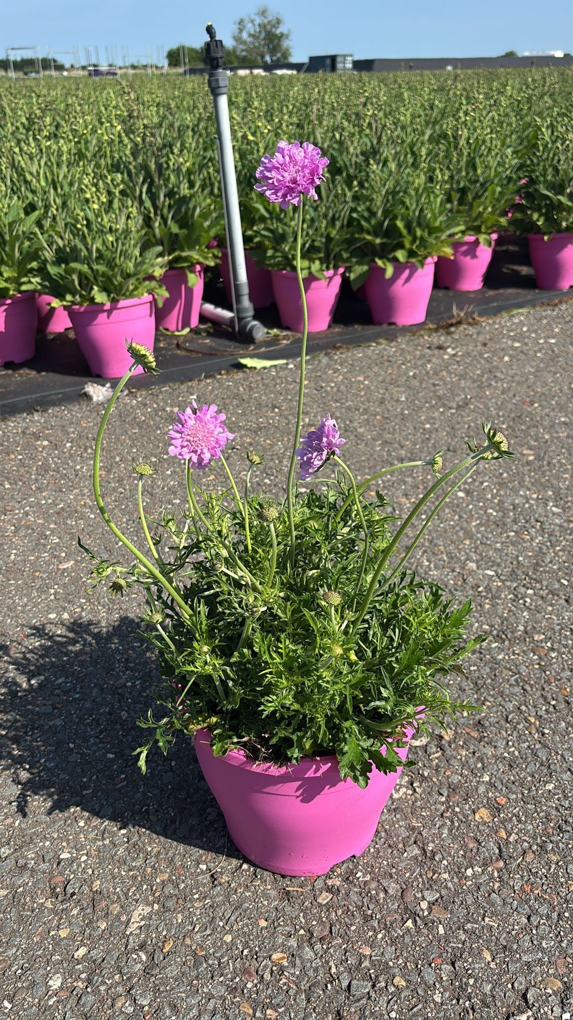 Scabiosa Butterfly Blue 50cm 23cm Pot