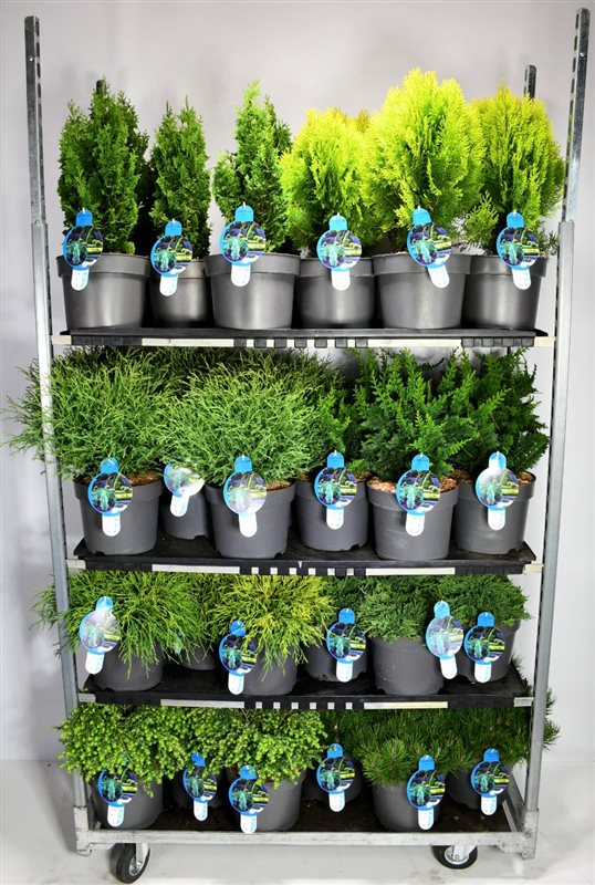 Conifer mix 50cm 26cm Pot