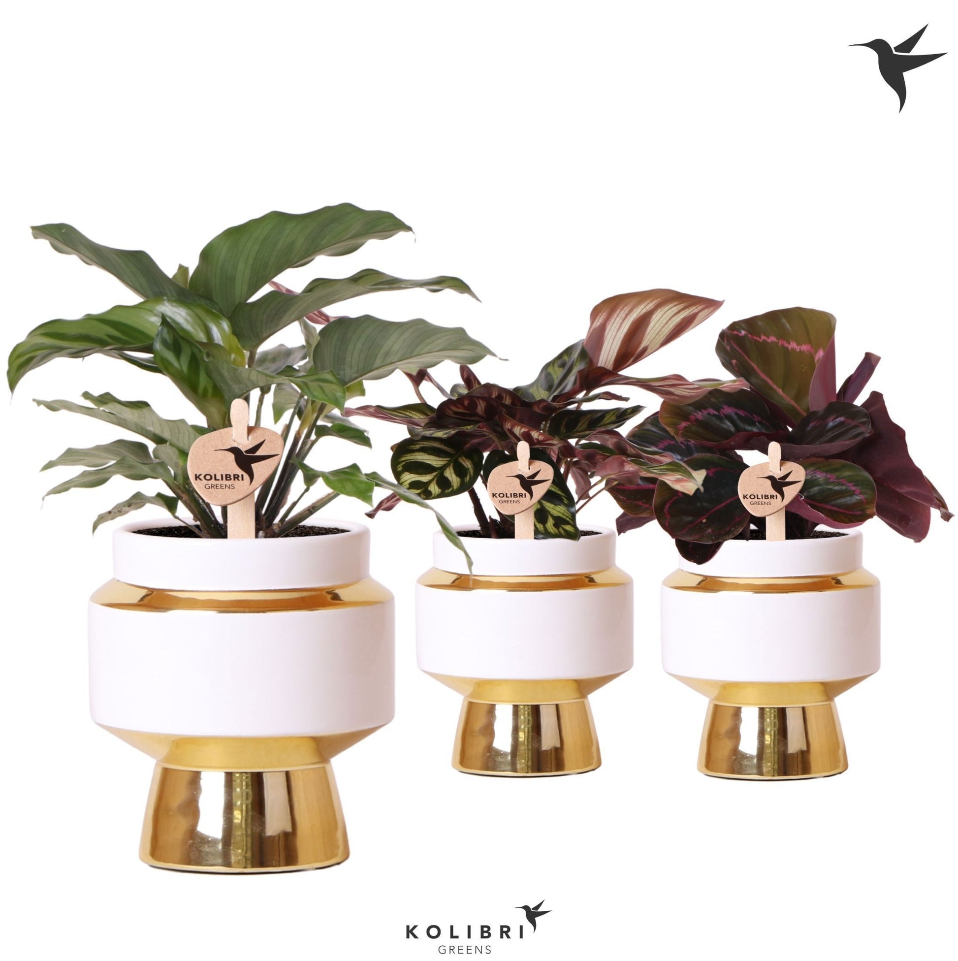 Calathea mix 27cm 9cm Pot