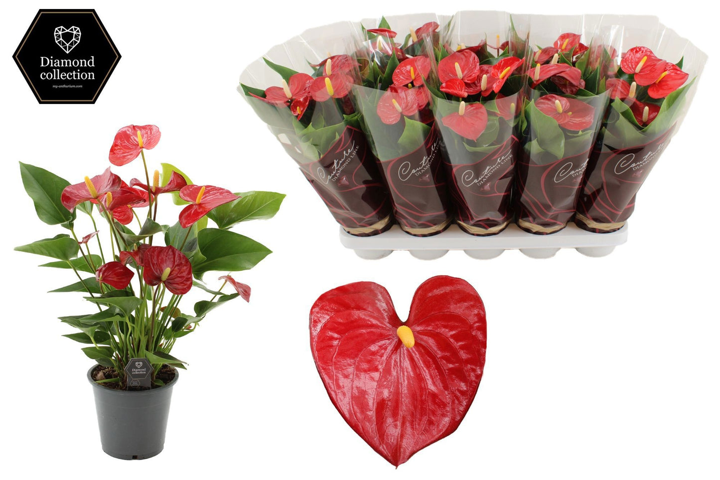 Anthurium Micra 40cm 12cm Pot