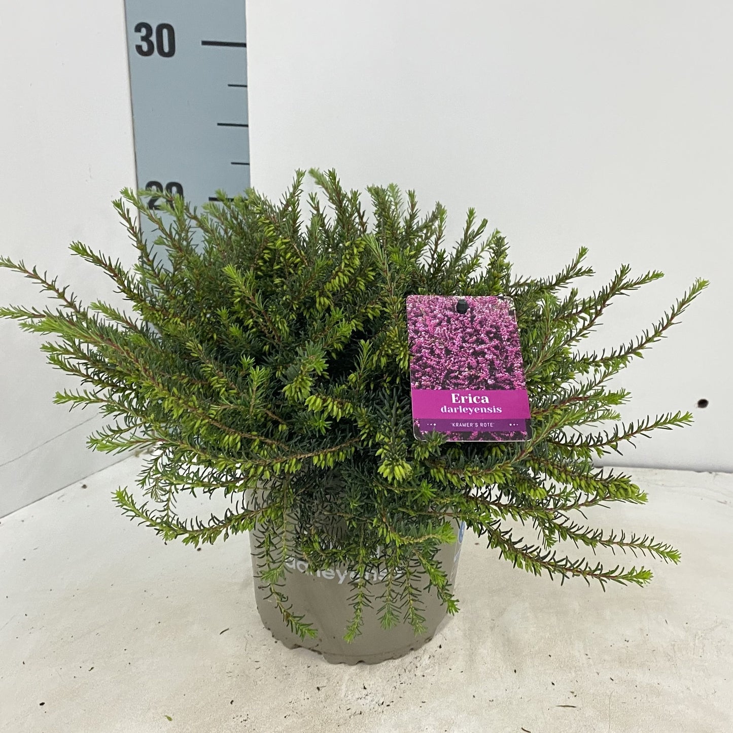 About Plants Zundert BV Erica Kramer's Red Pack of 6