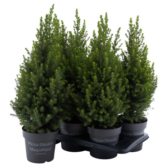 Picea gl. Magnifique 60cm 17cm Pot