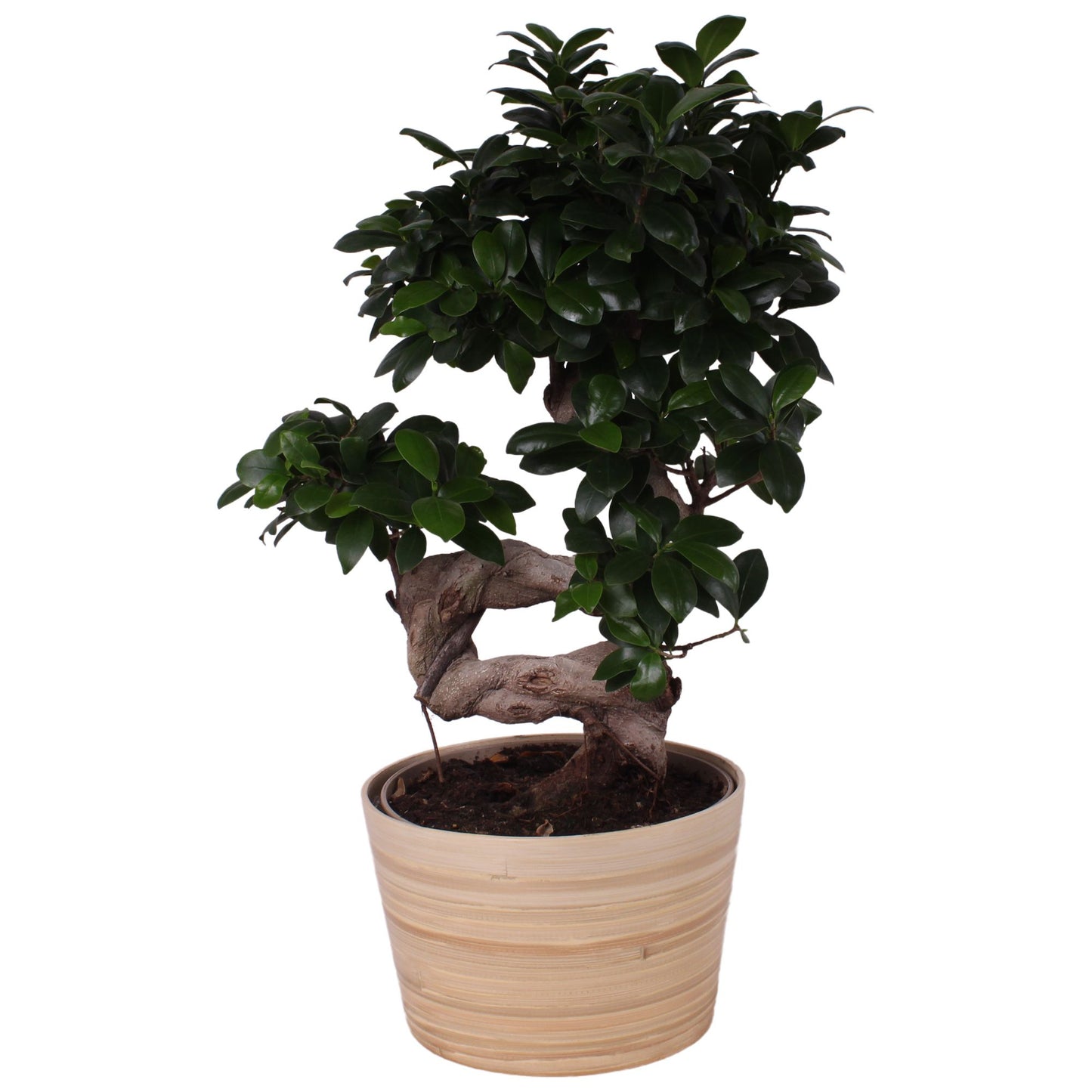 Ficus Ginseng 55cm 21cm Pot