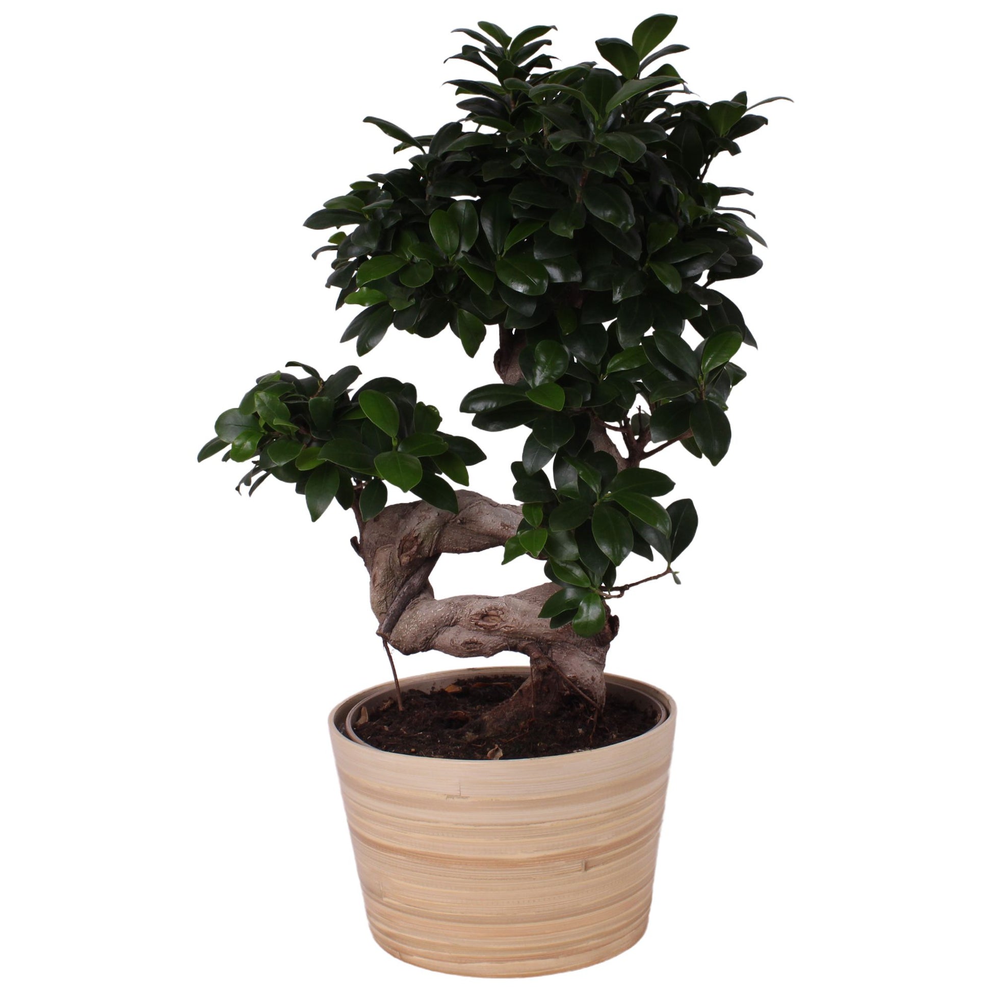 Ficus Ginseng 55cm 21cm Pot