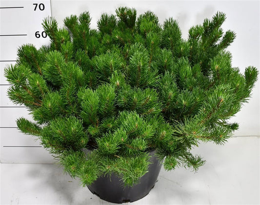 Pinus mugo pumilio 70cm 40cm Pot