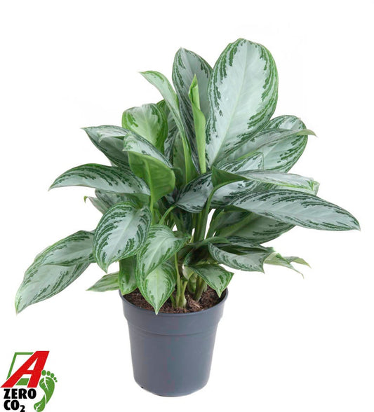Aglaonema Silver Bay 70cm 24cm Pot