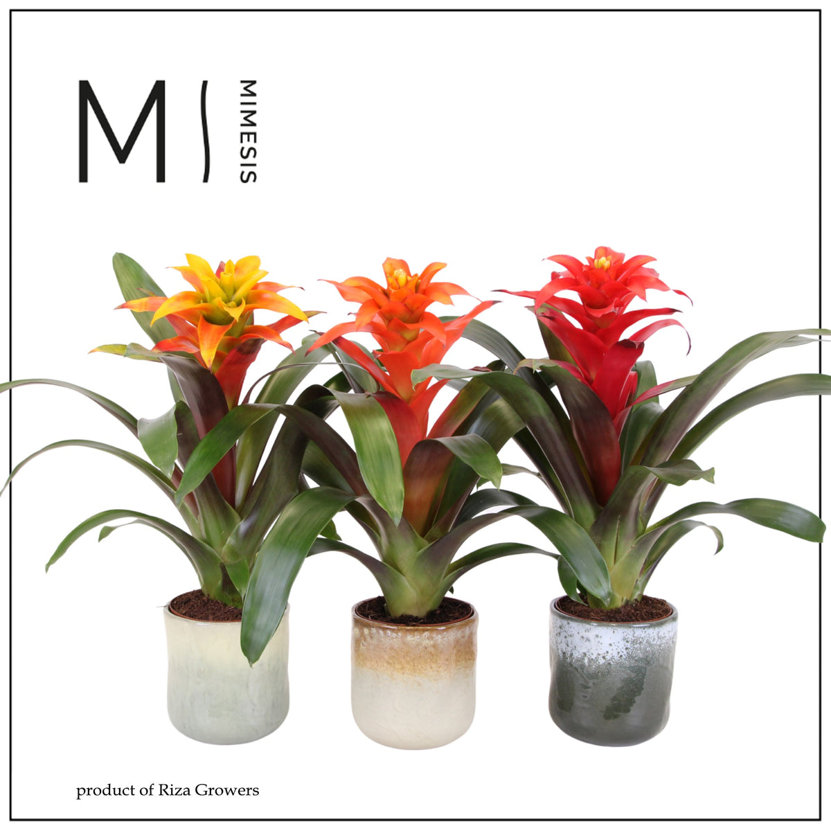 Guzmania mix 45cm 12cm Pot