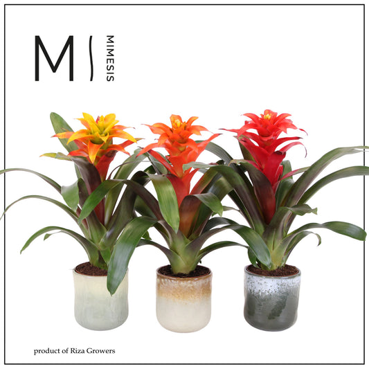 Guzmania mix 45cm 12cm Pot