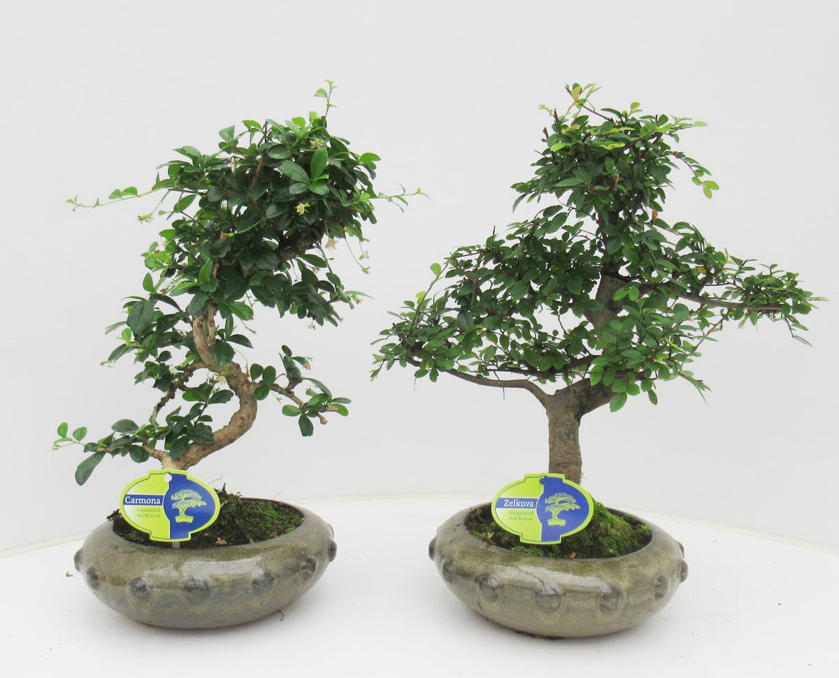 Bonsai mix 45cm 23cm Pot