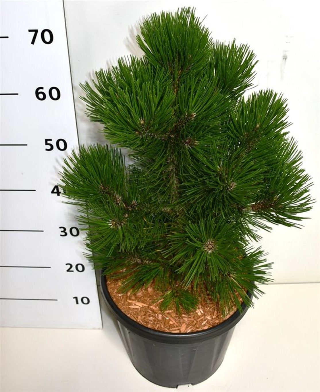 Pinus thunbergii 80cm 32cm Pot