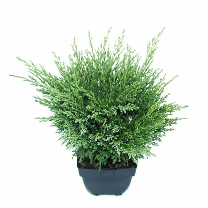 Juniperus Andorra Compact 45cm 17cm Pot