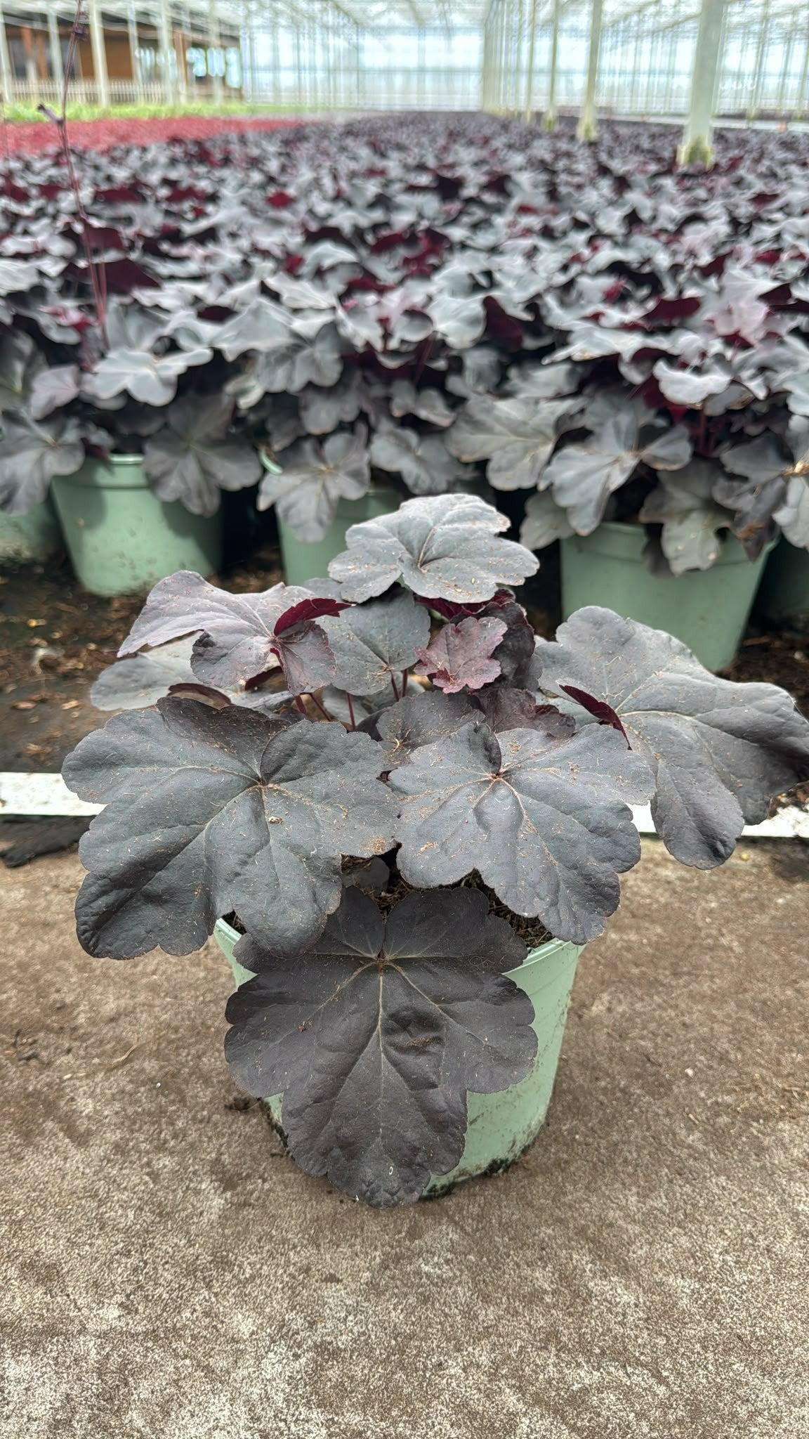 Heuchera Black Taffeta 25cm 19cm Pot