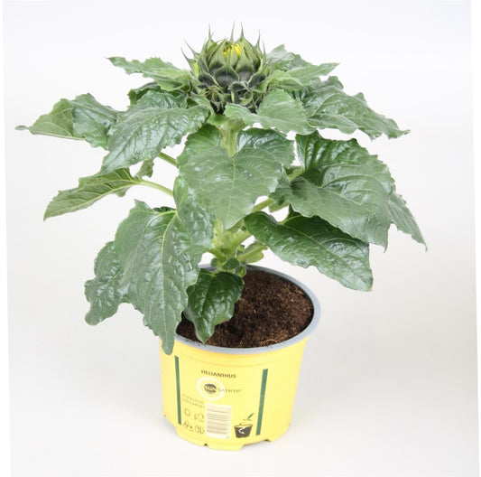 Helianthus ann. Sunsation stage 1 30cm 13cm Pot