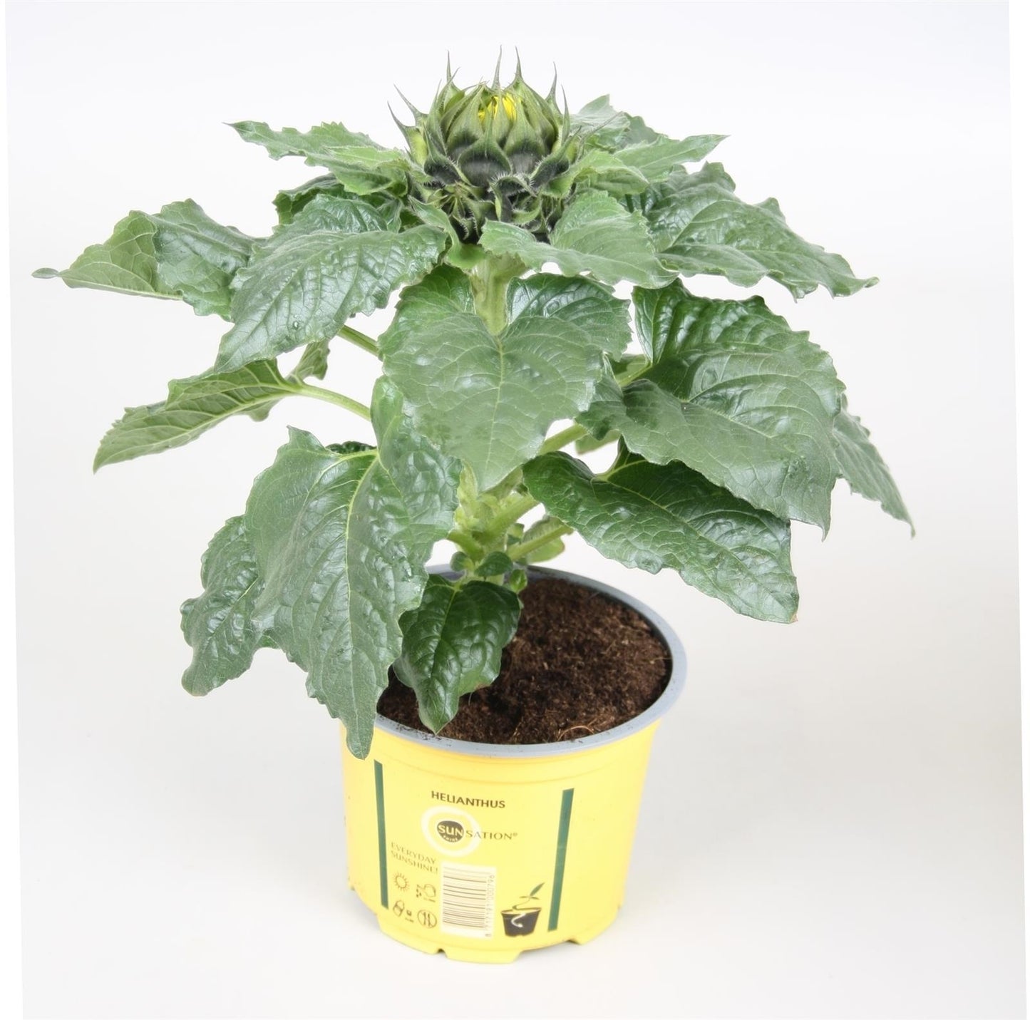 Kap-Tiegelaar. Kwekerij Helianthus ann. Sunsation stage 1 Pack of 8