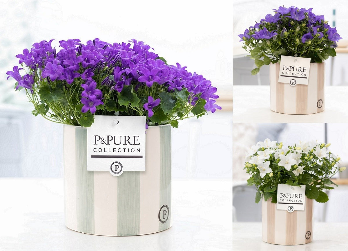 Campanula Hybrid 17cm 14cm Pot