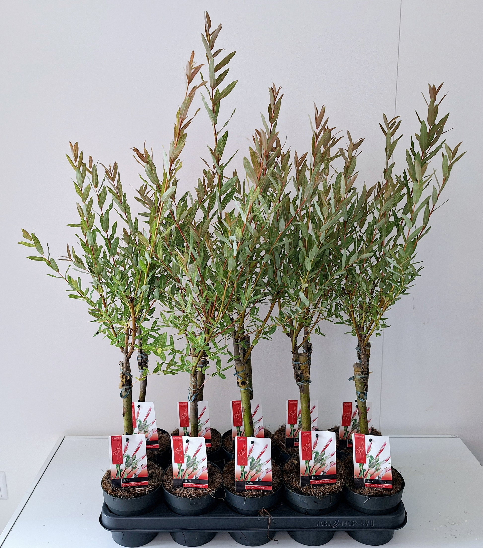 Salix integra Flamingo 60cm 12cm Pot