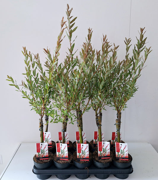 Salix integra Flamingo 60cm 12cm Pot