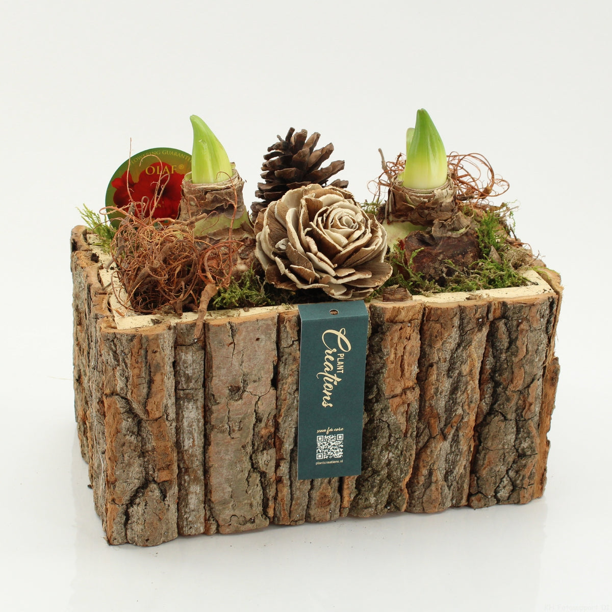 arr. Hippeastrum 25cm 26cm Pot