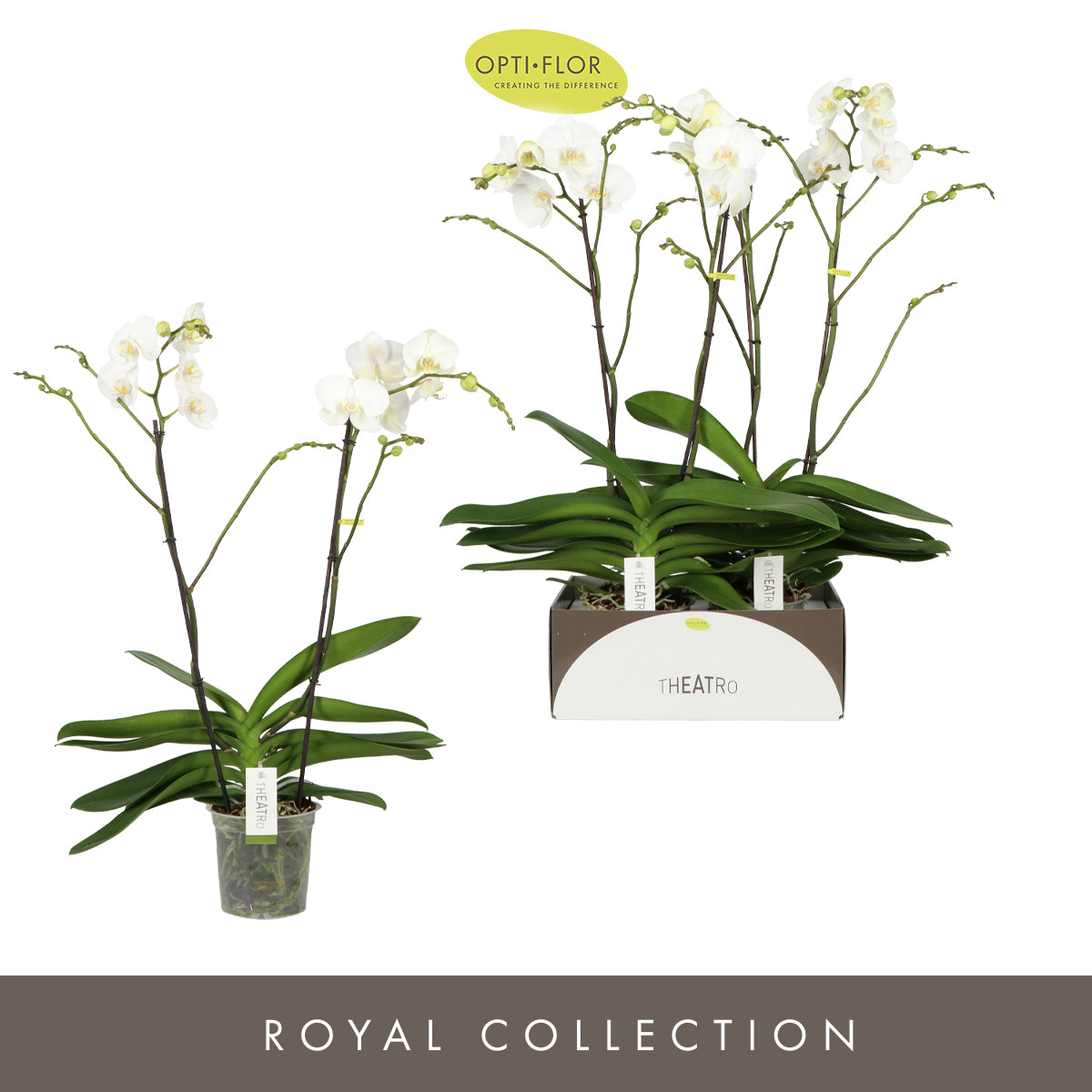 Phalaenopsis white 85cm 17cm Pot