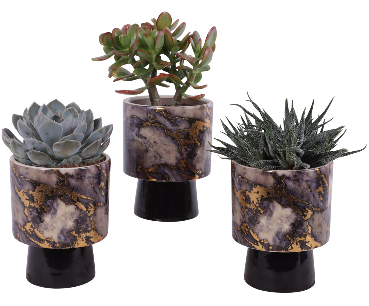 Succulent mix 25cm 14cm Pot