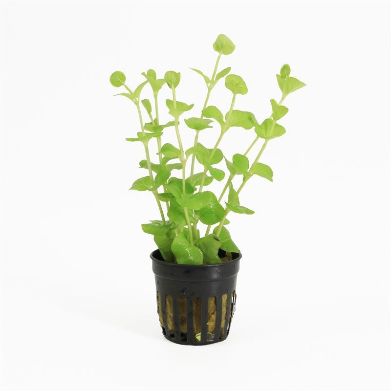 Lysimachia hybrid 10cm 5cm Pot